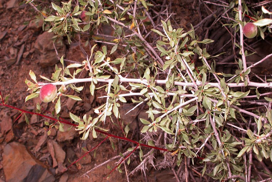 Rosaceae Prunus spinosissima