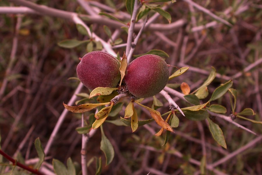 Rosaceae Prunus spinosissima