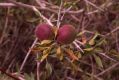 image of Prunus spinosissima
