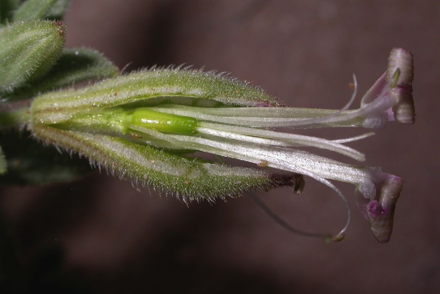 Caryophyllaceae Silene succulenta