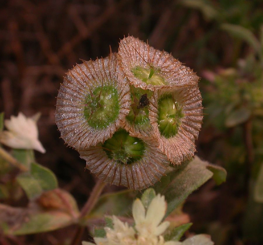 Dipsacaceae Scabiosa prolifera