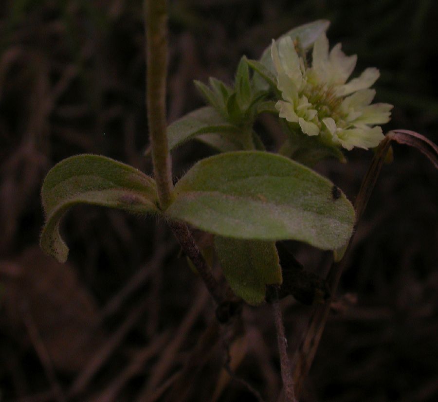 Dipsacaceae Scabiosa prolifera