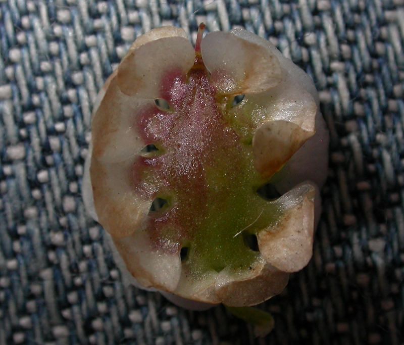 Apiaceae Artedia squamata