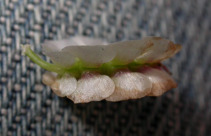 Apiaceae Artedia squamata