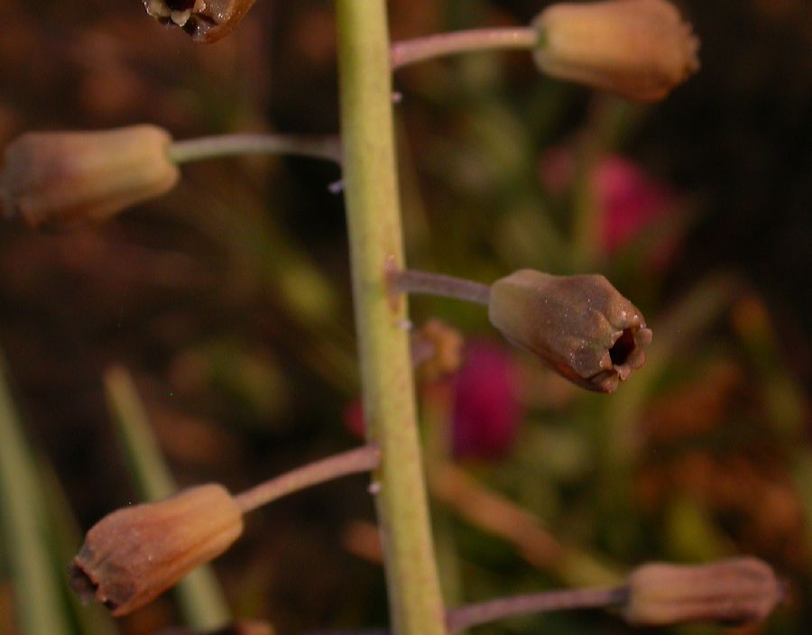 Hyacinthaceae Muscari pinardi