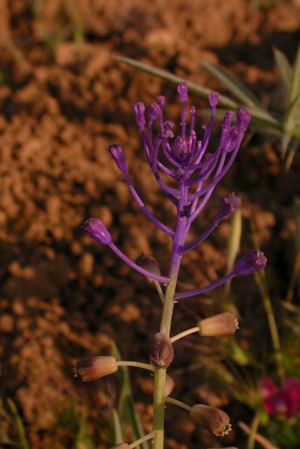 Hyacinthaceae Muscari pinardi