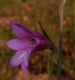 image of Gladiolus segetum