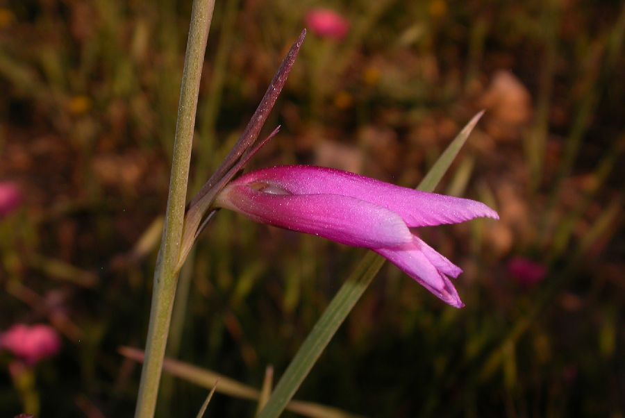 Iridaceae Gladiolus segetum