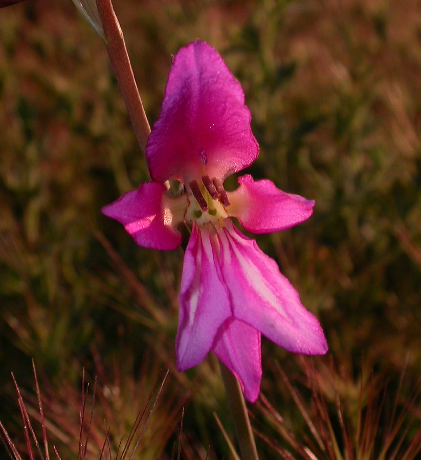 Iridaceae Gladiolus segetum