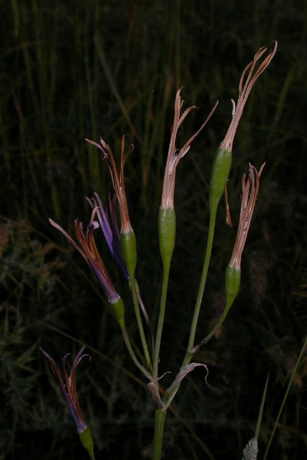 Ixioliriaceae Ixiolirion tataricum