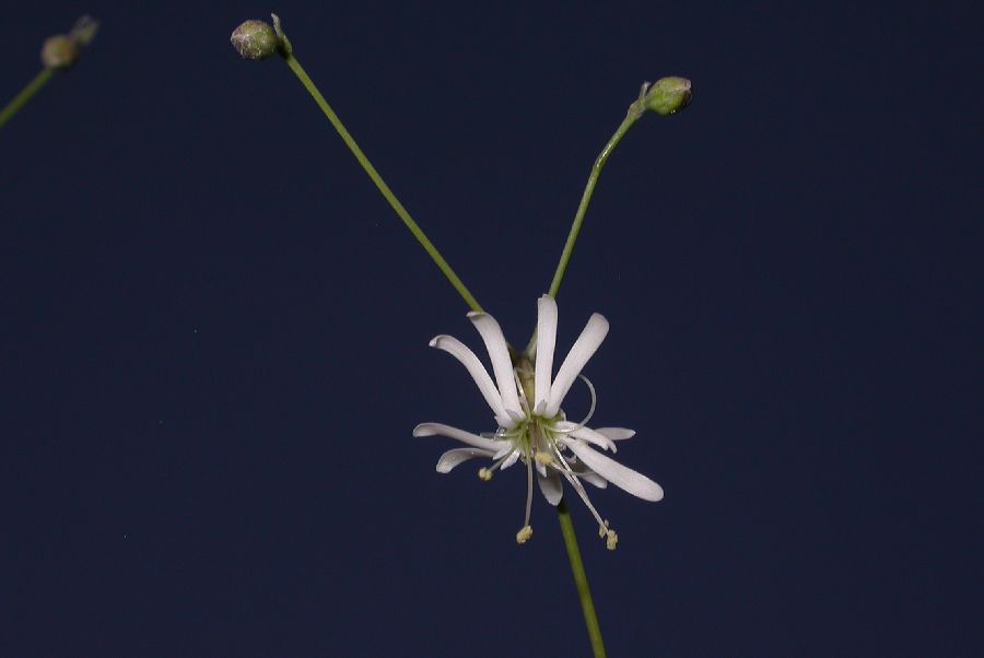 Caryophyllaceae Silene longipetala