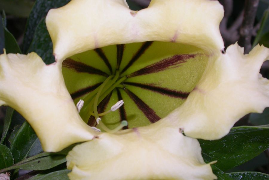 Solanaceae Solandra grandiflora