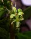 image of Buxus vahlii
