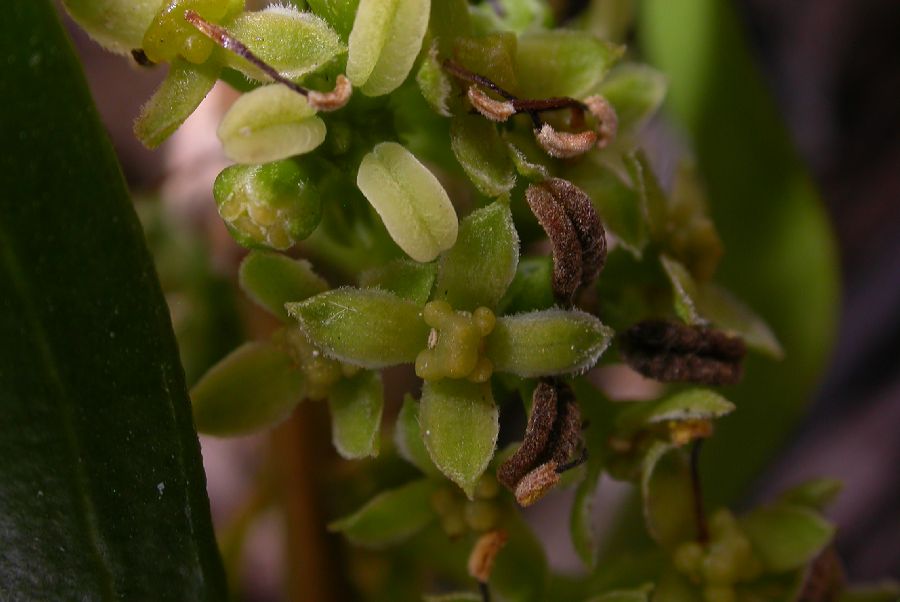 Buxaceae Buxus vahlii
