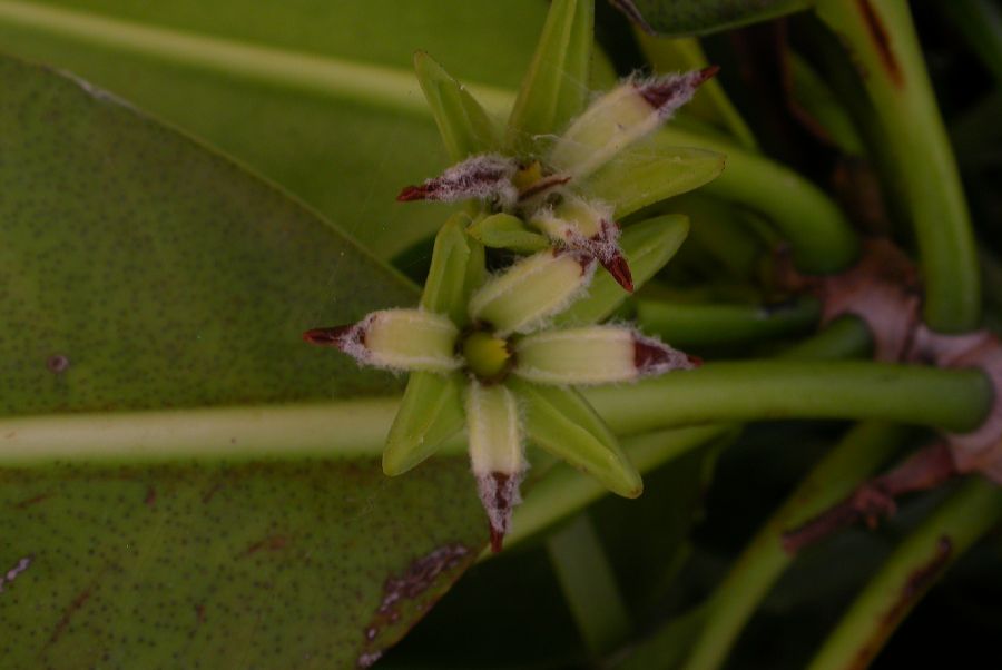 Rhizophoraceae Rhizophora 