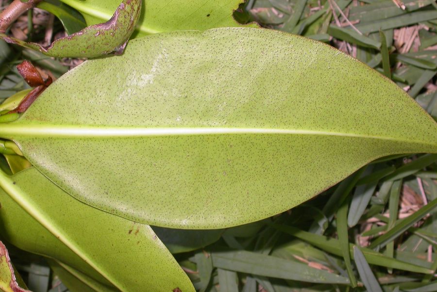 Rhizophoraceae Rhizophora 