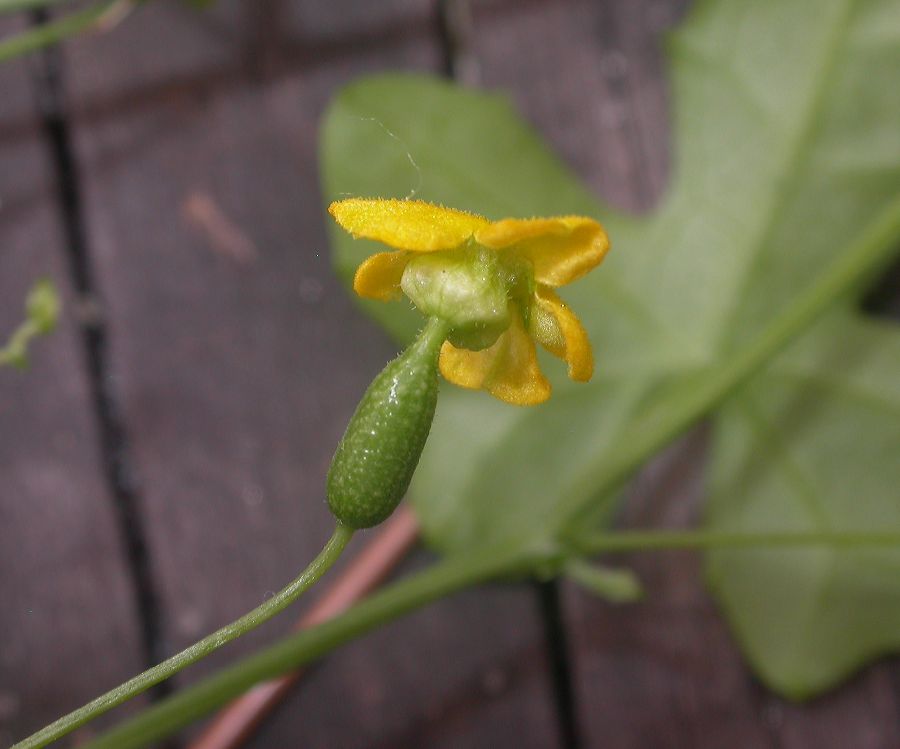 Cucurbitaceae Melothria pendula