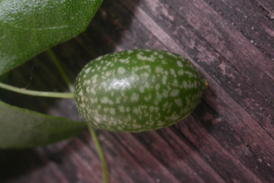 Cucurbitaceae Melothria pendula