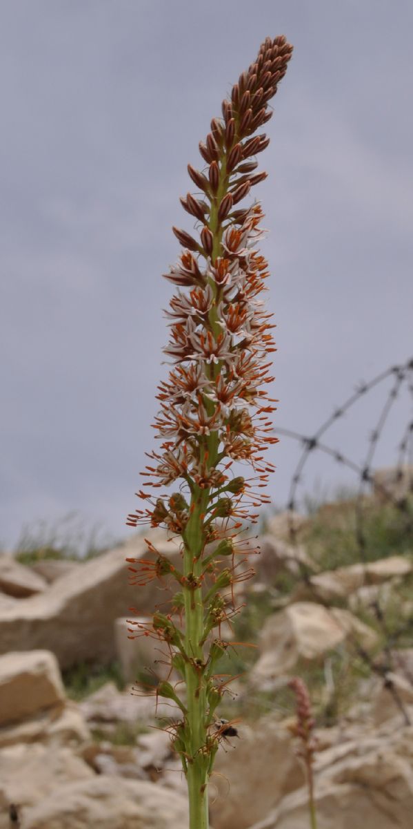 Asphodelaceae Eremurus spectabilis