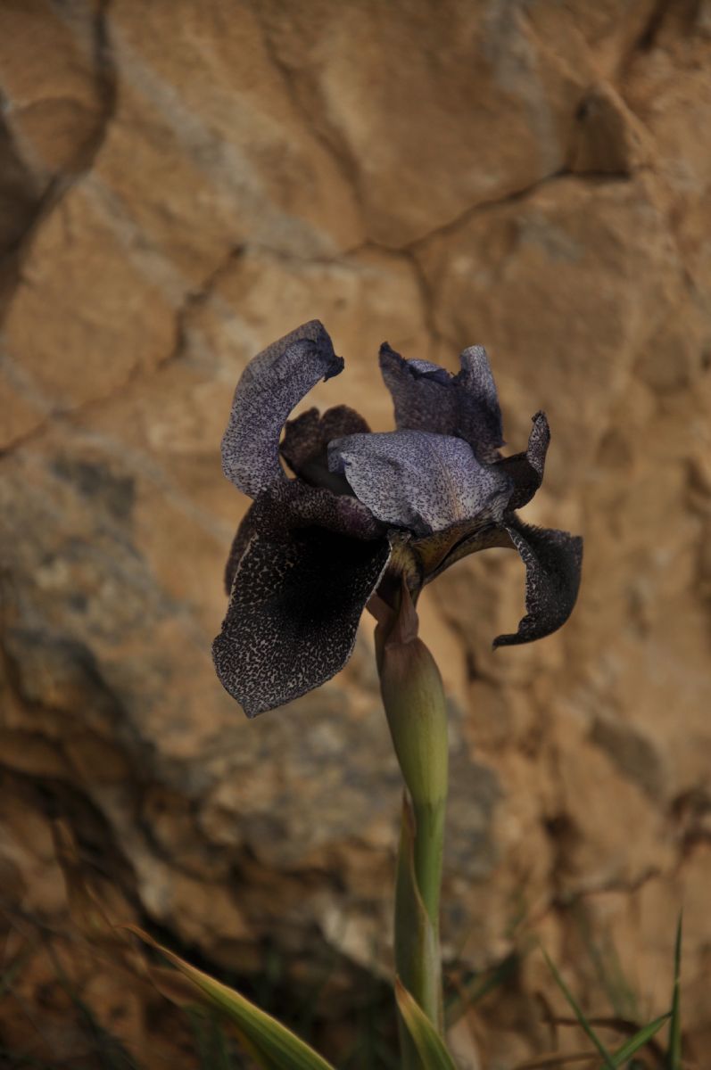 Iridaceae Iris westii