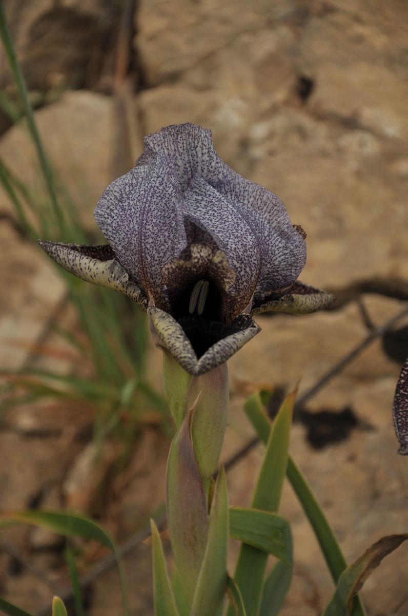 Iridaceae Iris westii