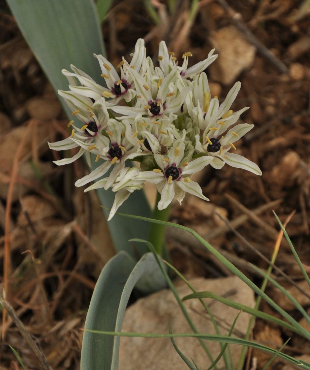 Amaryllidaceae Allium asclepiadeum