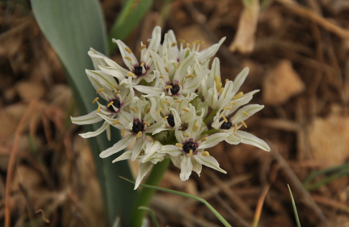Amaryllidaceae Allium asclepiadeum