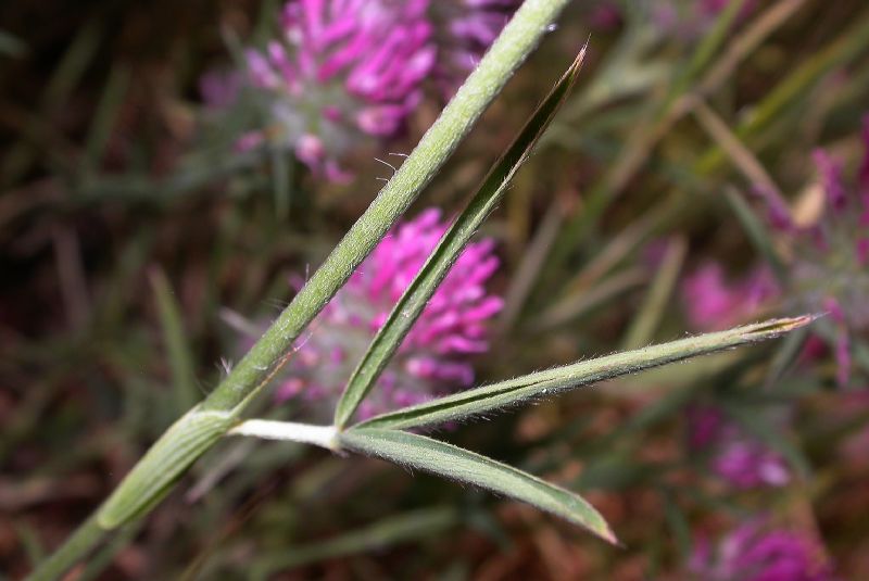 Fabaceae Trifolium purpureum