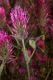 image of Trifolium purpureum