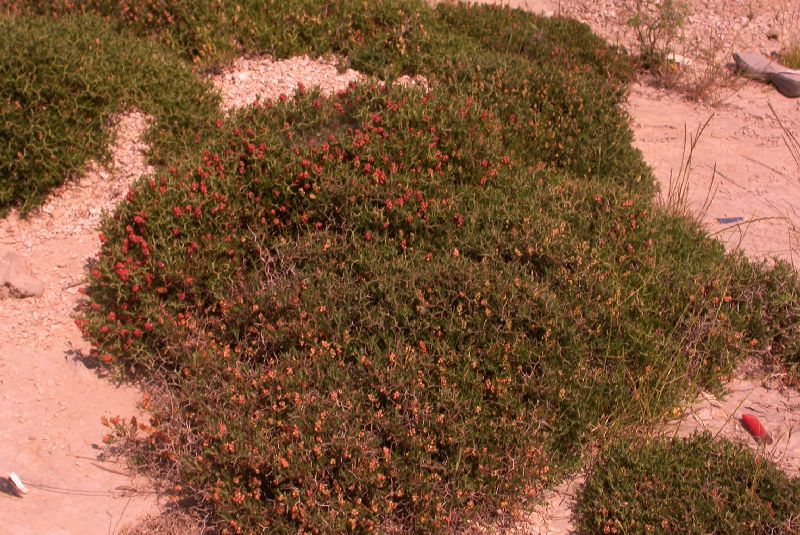 Rosaceae Sarcopoterium spinosum