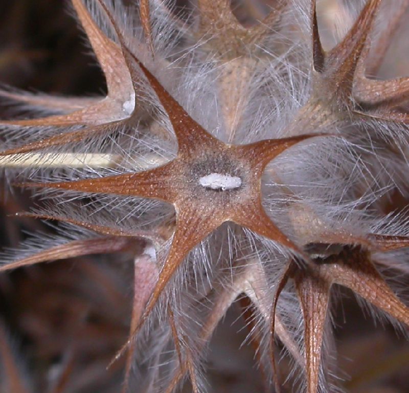 Fabaceae Trifolium stellatum