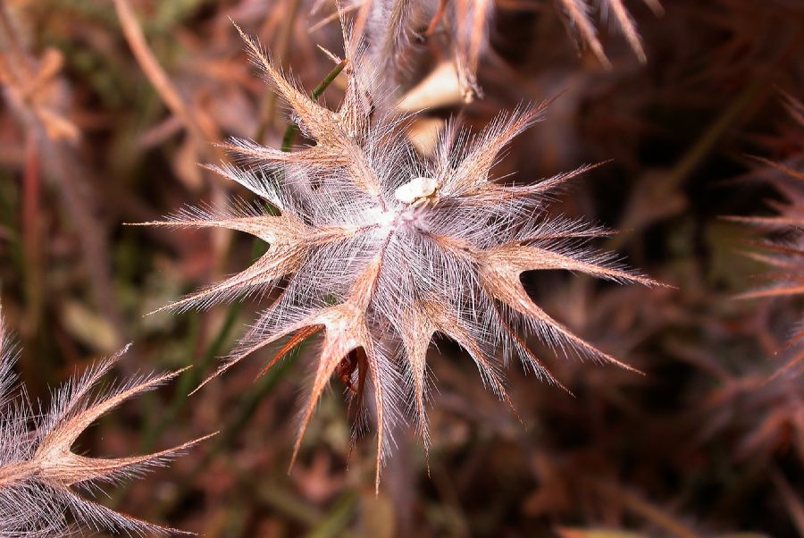 Fabaceae Trifolium stellatum
