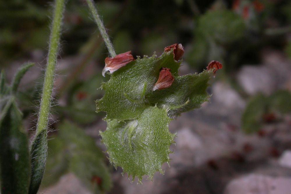 Fabaceae Hymenocarpos circinatus