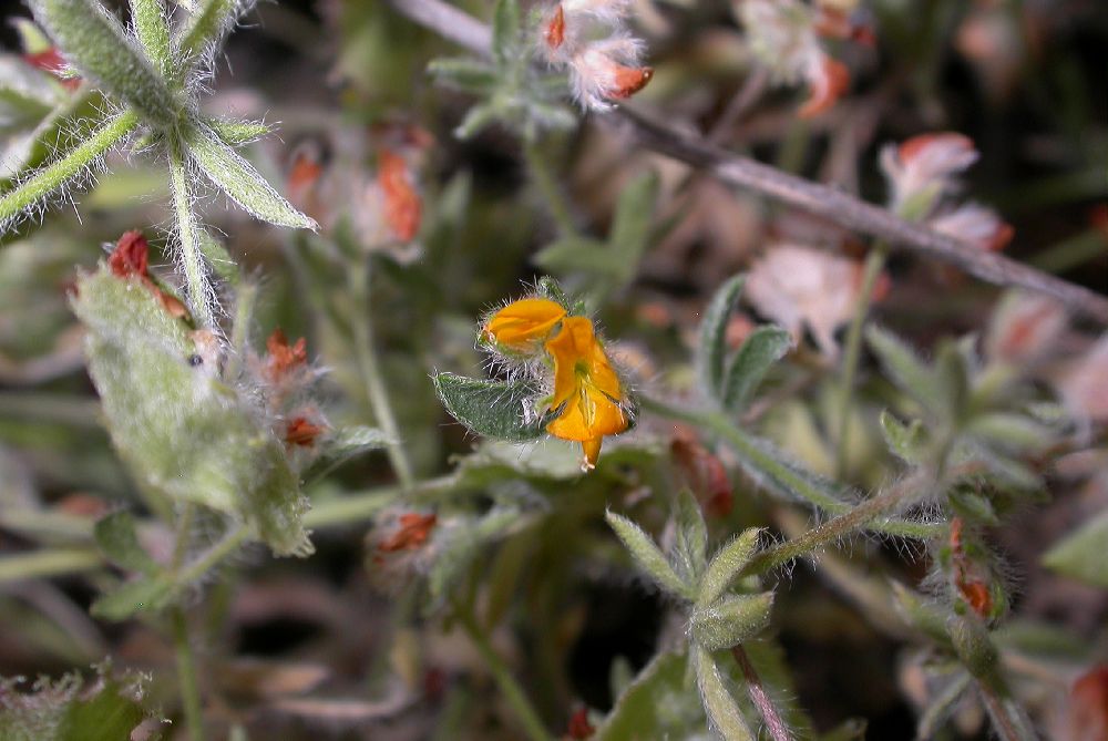 Fabaceae Hymenocarpos circinatus