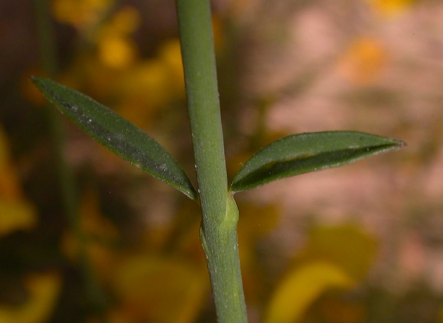 Fabaceae Spartium junceum