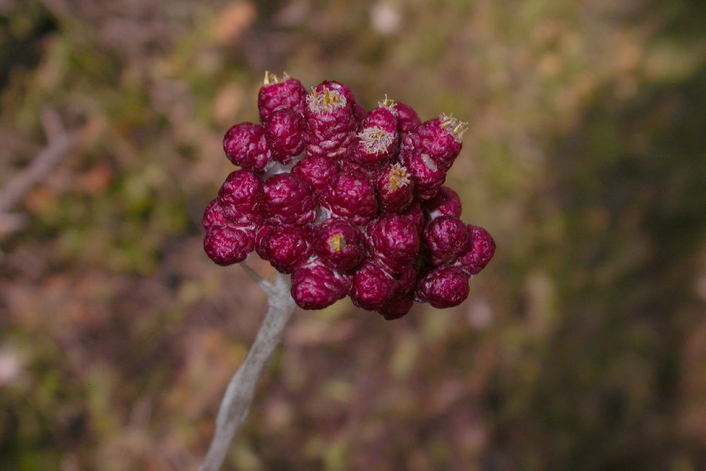 Asteraceae Helichrysum sanguineum