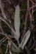 image of Helichrysum sanguineum
