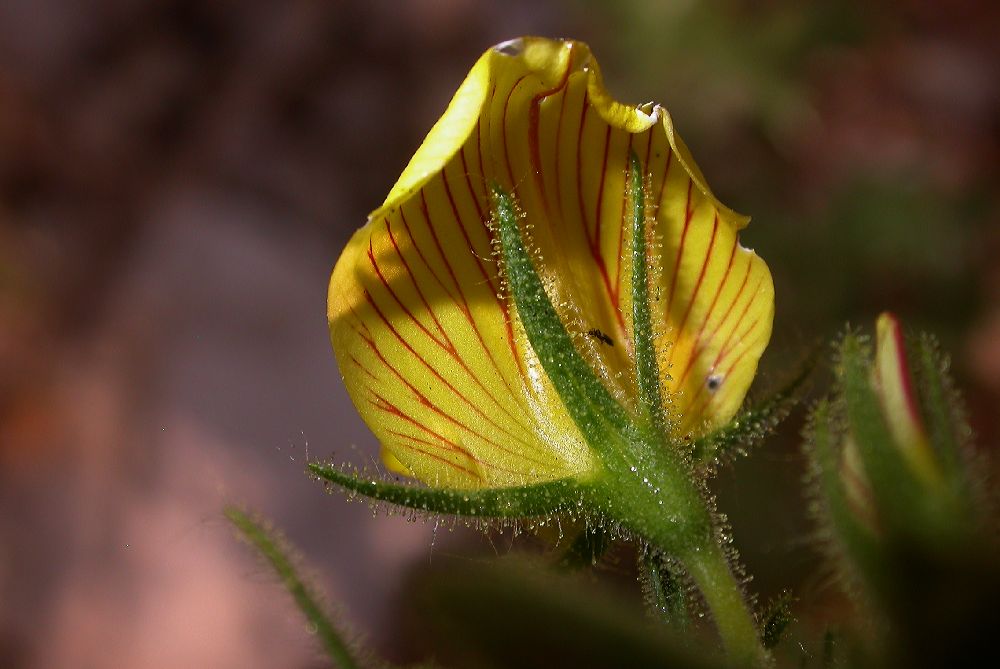 Fabaceae Ononis natrix