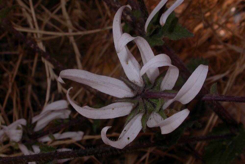 Campanulaceae Michauxia campanuloides
