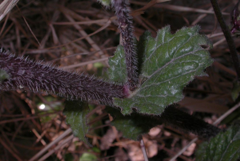 Campanulaceae Michauxia campanuloides