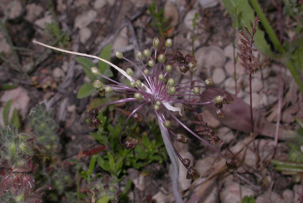 Amaryllidaceae Allium stamineum