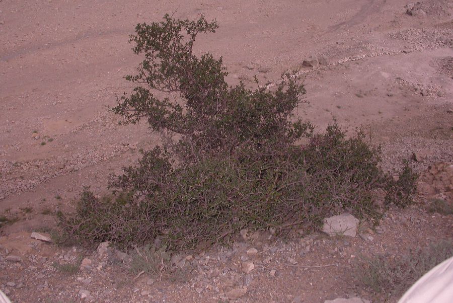 Rosaceae Prunus mongolica