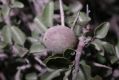 image of Prunus mongolica
