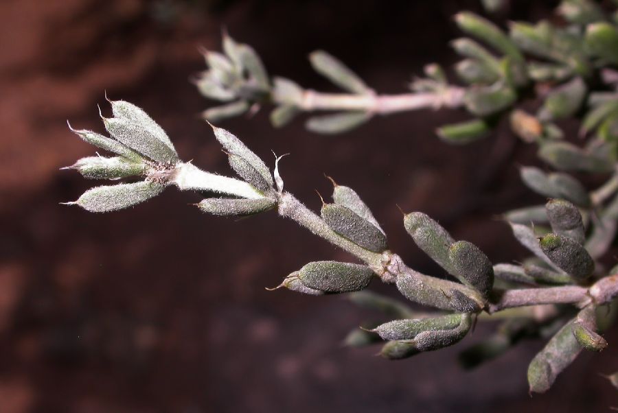 Zygophyllaceae Tetraena mongolica