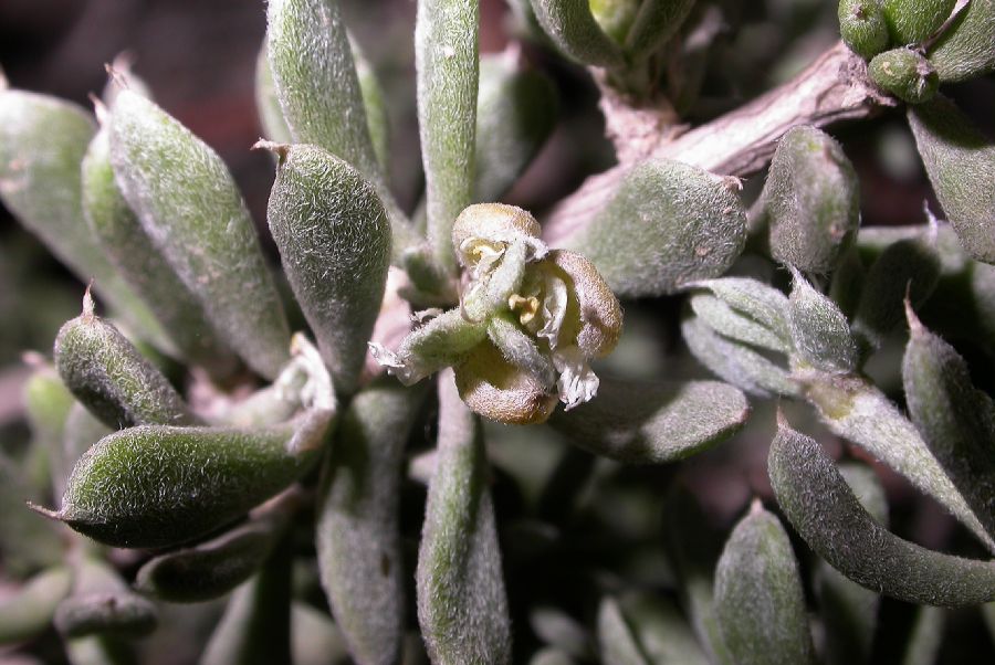 Zygophyllaceae Tetraena mongolica
