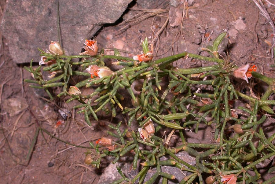Zygophyllaceae Zygophyllum mucronatum