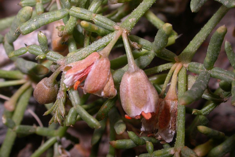 Zygophyllaceae Zygophyllum mucronatum