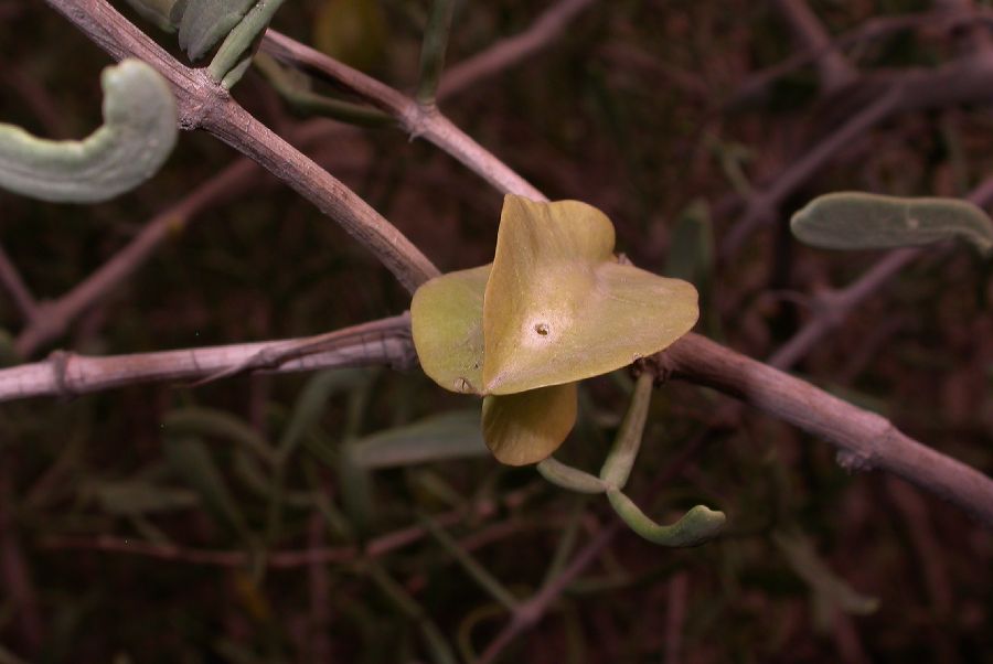 Zygophyllaceae Zygophyllum xanthoxylum