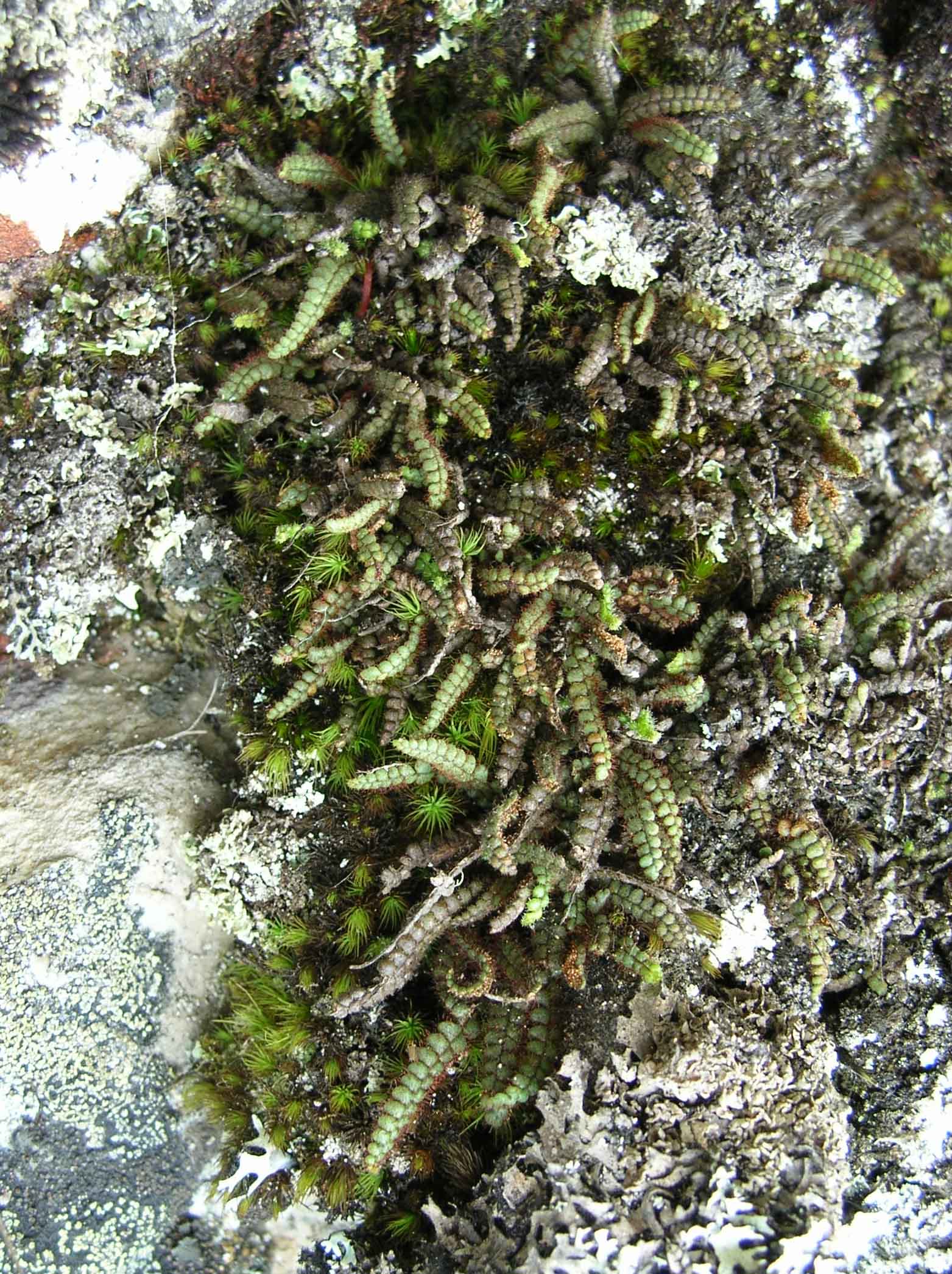 Grammitidaceae Melpomene anazalea