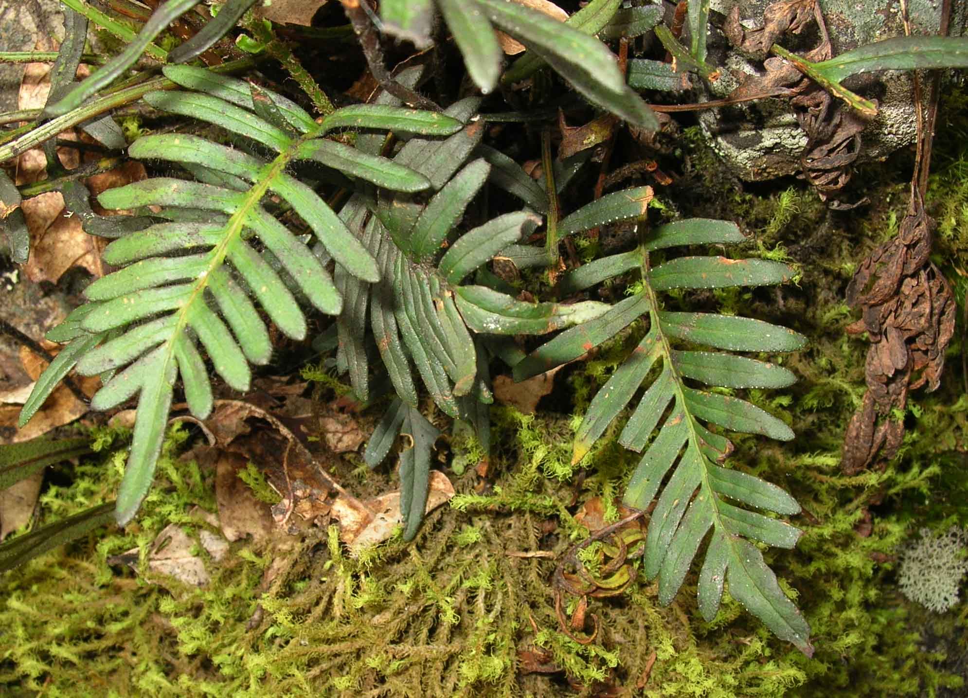 Polypodiaceae Pleopeltis orientalis